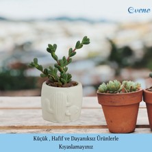 Evene Mini Çiçek Saksı Küçük Sukulent Kaktüs Saksısı Kaktüs Desenli Saksı Model