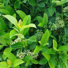 TNC Garden Groups Parlak Yapraklı Kartopu Fidesi - Viburnum Lucidum 5 Adet