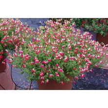 TNC Garden Groups Süs Adaçayı - Salvia Microphylla 'hot Lips' 3'lü Set