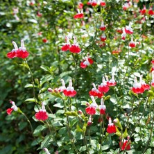 TNC Garden Groups Süs Adaçayı - Salvia Microphylla 'hot Lips' 3'lü Set