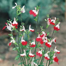 TNC Garden Groups Süs Adaçayı- Salvia Microphylla 'hot Lips'