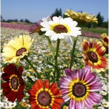 Day 50 Adet Karışık Renk Chrysanthemum Çiçeği Tohumu + 10 Adet Kırmızı Gül Çiçek Tohumu