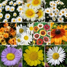 Day 25 Adet Karışık Renk Chrysanthemum Çiçeği Tohumu + 10 Adet Hollanda Gülü Çiçek Tohumu