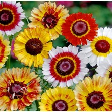 Day 10 Adet Karışık Renk Papatya Çiçeği Tohumu + 10 Adet Süs Yoncası Çiçek Tohumu