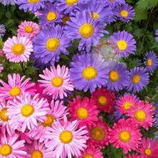 Day 10 Adet Karışık Renk Chrysanthemum Çiçeği Tohumu + 10 Adet Süs Yoncası Çiçek Tohumu