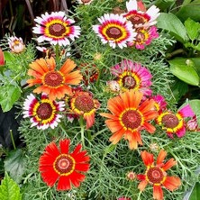 Day 25 Adet Karışık Renk Chrysanthemum Çiçeği Tohumu + 10 Adet Süs Yoncası Çiçek Tohumu