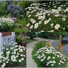 Day 100 Adet Karışık Renk Chrysanthemum Çiçeği Tohumu + 10 Adet Süs Yoncası Çiçek Tohumu