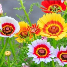 Day 100 Adet Karışık Renk Chrysanthemum Çiçeği Tohumu + 10 Adet Süs Yoncası Çiçek Tohumu