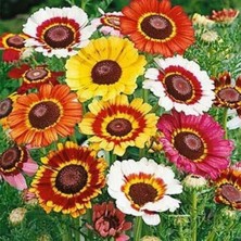 Day 50 Adet Karışık Renk Chrysanthemum Çiçeği Tohumu + 10 Adet Süs Yoncası Çiçek Tohumu