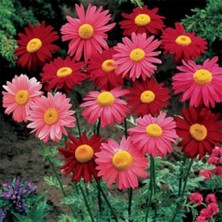 Day 25 Adet Karışık Renk Aster Çiçeği Tohumu + 10 Adet Süs Yoncası Çiçek Tohumu