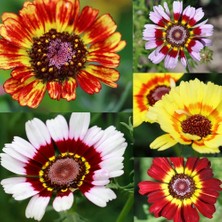 Day 50 Adet Karışık Renk Chrysanthemum Çiçeği Tohumu + 10 Adet Süs Yoncası Çiçek Tohumu