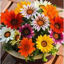 Day 10 Adet Karışık Renk Carinatum Seeds Çiçeği Tohumu + 10 Adet Süs Yoncası Çiçek Tohumu