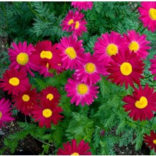 Day 10 Adet Karışık Renk Carinatum Seeds Çiçeği Tohumu + 10 Adet Süs Yoncası Çiçek Tohumu