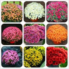 Day 50 Adet Karışık Renk Carinatum Seeds Çiçeği Tohumu + 10 Adet Süs Yoncası Çiçek Tohumu