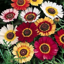 Day 10 Adet Karışık Renk Chrysanthemum Çiçeği Tohumu + 10 Adet Süs Yoncası Çiçek Tohumu