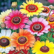 Day 50 Adet Karışık Renk Chrysanthemum Çiçeği Tohumu + 10 Adet Süs Yoncası Çiçek Tohumu