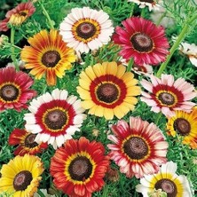 Day 50 Adet Karışık Renk Chrysanthemum Çiçeği Tohumu + 10 Adet Hollanda Gülü Çiçek Tohumu