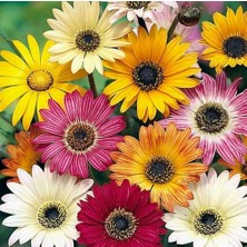 Day 50 Adet Karışık Renk Chrysanthemum Çiçeği Tohumu + 10 Adet Süs Yoncası Çiçek Tohumu