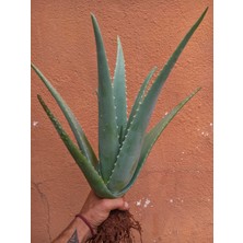 Aloe Vera Bitkisi, Odunsu 40 cm Çok Büyüyen Aloe Vera Fidanı, Saksısız Köklü, Aloe Vera Plant, Hediyeli