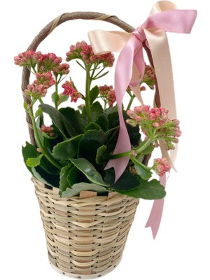 Fidanova Sepet Kalanşo