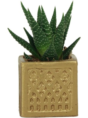 Evene Mini Çiçek Saksı Küçük Sukulent Kaktüs Saksısı Mini Kare Desenli Model