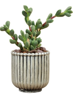 Evene Mini Çiçek Saksı Küçük Sukulent Kaktüs Saksısı Vintage Düz Çizgili Model