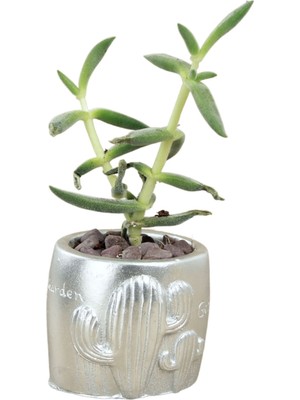 Evene Mini Çiçek Saksı Küçük Sukulent Kaktüs Saksısı Kaktüs Desenli Saksı Model