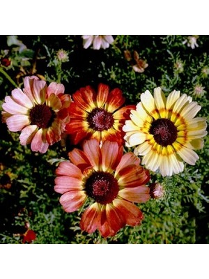 Day 25 Adet Karışık Renk Papatya Çiçeği Tohumu + 10 Adet Kırmızı Gül Çiçek Tohumu