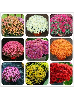 Day 50 Adet Karışık Renk Papatya Çiçeği Tohumu + 10 Adet Kırmızı Gül Çiçek Tohumu