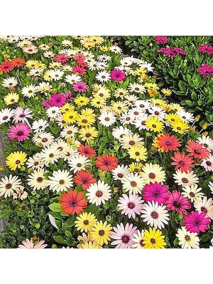 Day 10 Adet Karışık Renk Papatya Çiçeği Tohumu + 10 Adet Kırmızı Lale Çiçek Tohumu