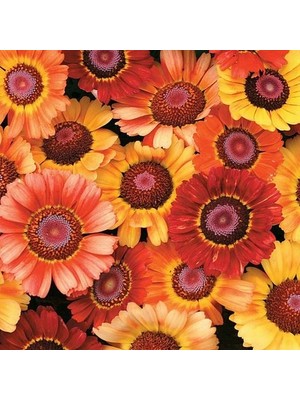 Day 25 Adet Karışık Renk Papatya Çiçeği Tohumu + 10 Adet Kırmızı Lale Çiçek Tohumu