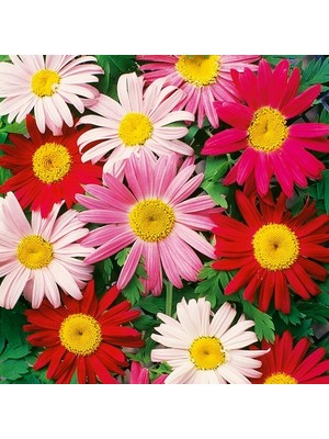 Day 25 Adet Karışık Renk Carinatum Seeds Çiçeği Tohumu + 10 Adet Kırmızı Lale Çiçek Tohumu