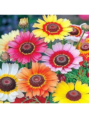 Day 25 Adet Karışık Renk Papatya Çiçeği Tohumu + 10 Adet Kırmızı Lale Çiçek Tohumu