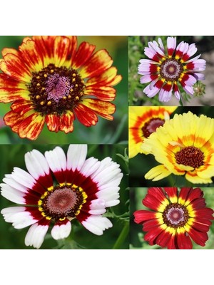 Day 100 Adet Karışık Renk Aster Çiçeği Tohumu + 10 Adet Hollanda Gülü Çiçek Tohumu