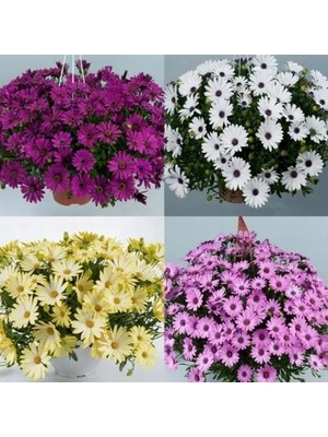 Day 25 Adet Karışık Renk Aster Çiçeği Tohumu + 10 Adet Hollanda Gülü Çiçek Tohumu