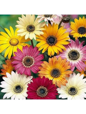 Day 10 Adet Karışık Renk Papatya Çiçeği Tohumu + 10 Adet Süs Yoncası Çiçek Tohumu