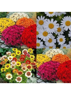 Day 100 Adet Karışık Renk Papatya Çiçeği Tohumu + 10 Adet Süs Yoncası Çiçek Tohumu