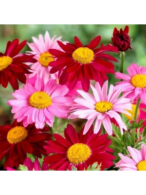 Day 100 Adet Karışık Renk Papatya Çiçeği Tohumu + 10 Adet Süs Yoncası Çiçek Tohumu