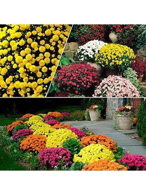 Day 10 Adet Karışık Renk Papatya Çiçeği Tohumu + 10 Adet Süs Yoncası Çiçek Tohumu