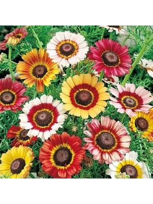 Day 25 Adet Karışık Renk Aster Çiçeği Tohumu + 10 Adet Süs Yoncası Çiçek Tohumu