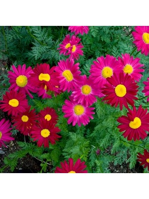 Day 10 Adet Karışık Renk Papatya Çiçeği Tohumu + 10 Adet Hollanda Gülü Çiçek Tohumu