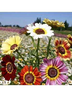 Day 50 Adet Karışık Renk Papatya Çiçeği Tohumu + 10 Adet Süs Yoncası Çiçek Tohumu