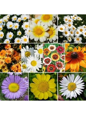 Day 50 Adet Karışık Renk Papatya Çiçeği Tohumu + 10 Adet Hollanda Gülü Çiçek Tohumu