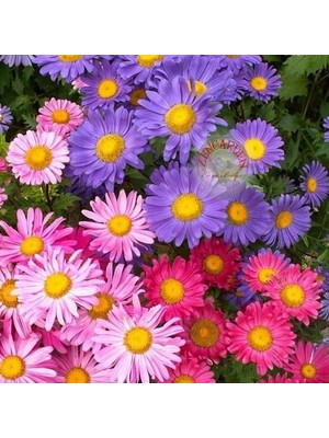 Day 50 Adet Karışık Renk Papatya Çiçeği Tohumu + 10 Adet Süs Yoncası Çiçek Tohumu