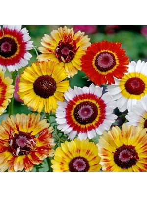 Day 50 Adet Karışık Renk Papatya Çiçeği Tohumu + 10 Adet Süs Yoncası Çiçek Tohumu
