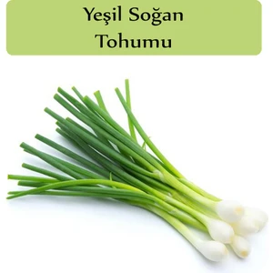 Zencefil Organik Yeşil Soğan Tohumu 1 Paket (10GR=2000+ Adet) Taze Soğan Tohumu