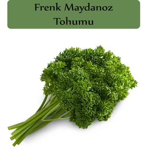 Zencefil Organik Kıvırcık Frenk Maydanoz Tohumu 1 Paket 10 gr Frenk Maydanozu