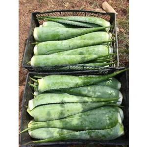 Aloe Vera Jel için Taze Aloe Vera Yaprak 1 Adet (600-700 GR) Aloe Vera Leaf