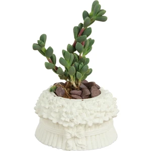 Mini Çiçek Saksı Küçük Sukulent Kaktüs Saksısı Çiçekli Fiyonklu Model