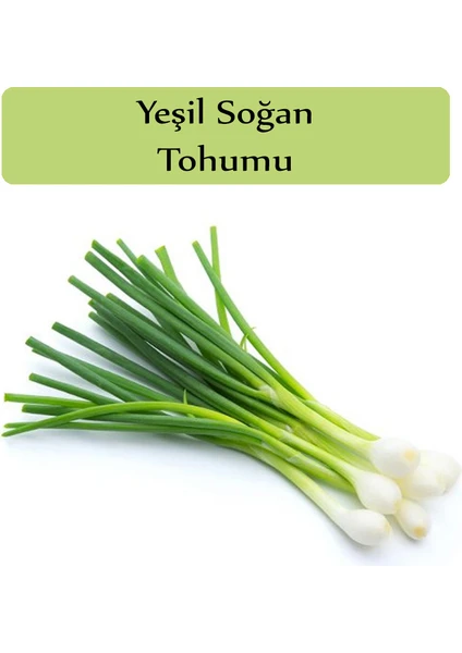 Zencefil Organik Yeşil Soğan Tohumu 1 Paket (10GR=2000+ Adet) Taze Soğan Tohumu